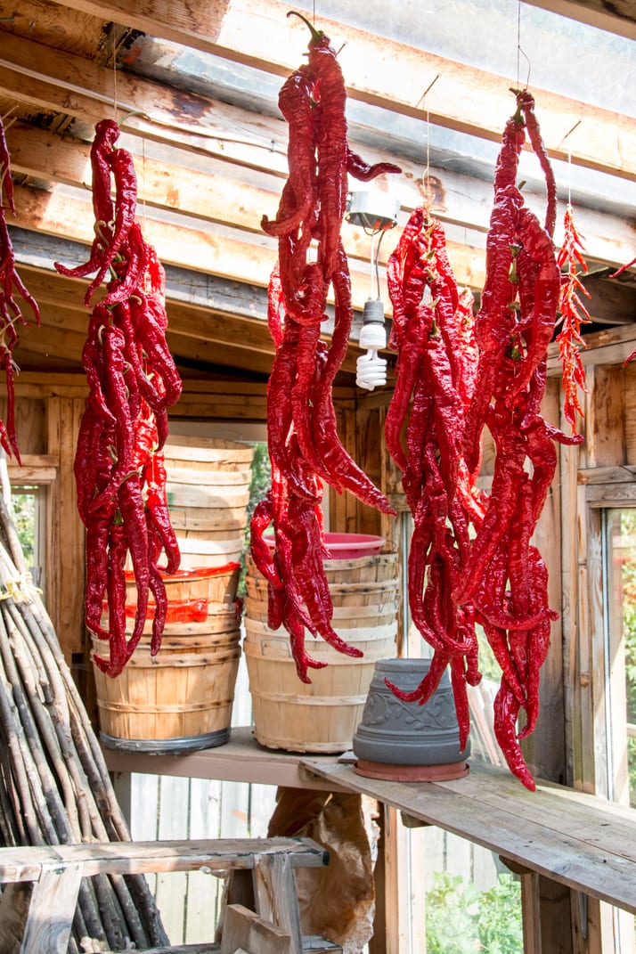hanging-peppers-to-dry