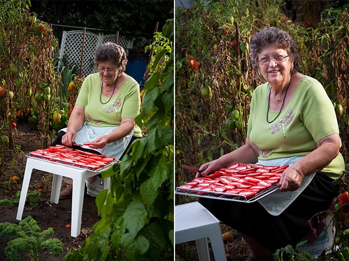 sundrying tomatoes in the garden
