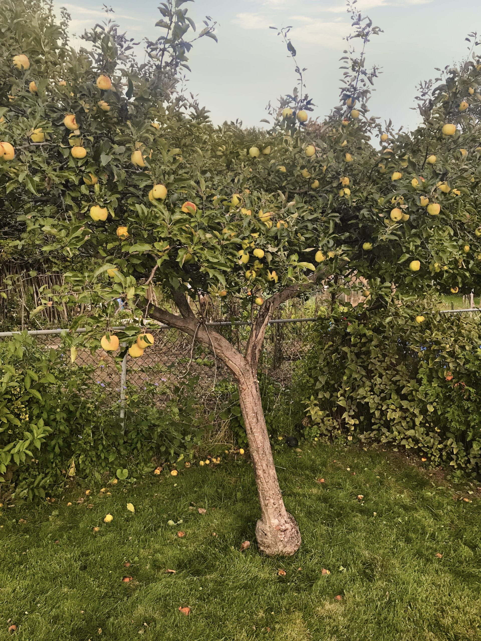Golden Delicious apple tree in nonno's backyard